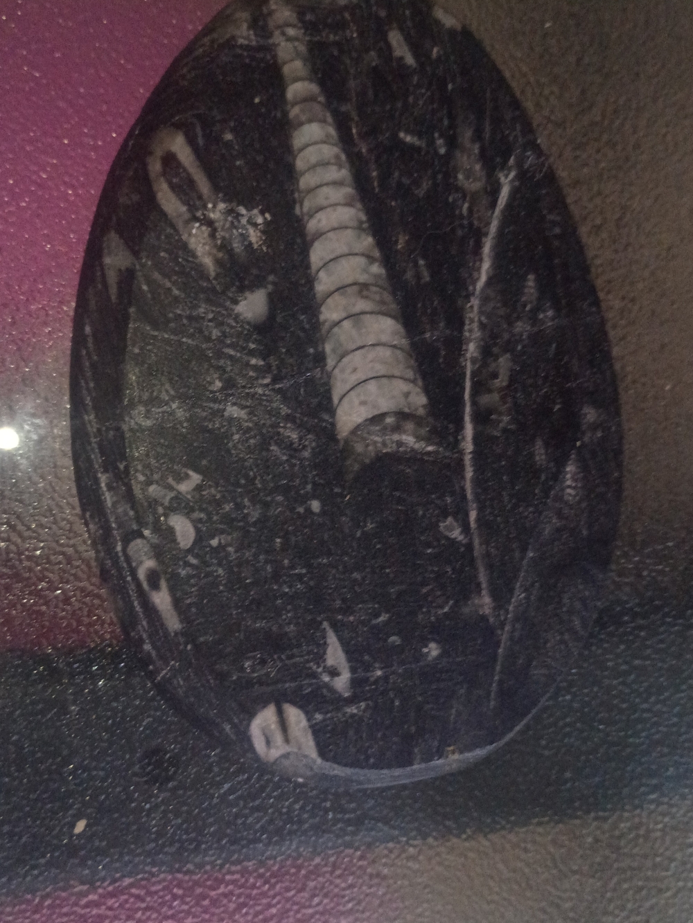 Fossil From Over 2000 Years Ago
